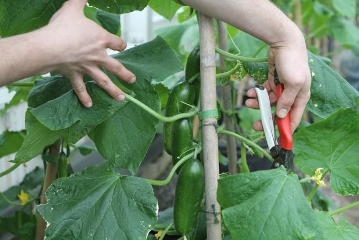 hvordan man plejer en agurk i et drivhus