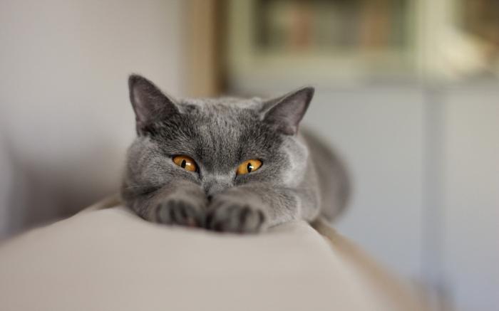 grå katteopdræt 