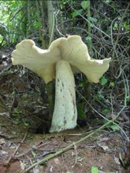 Billeder af den største champignon