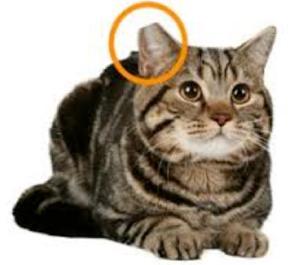 øre-sygdomme hos katte